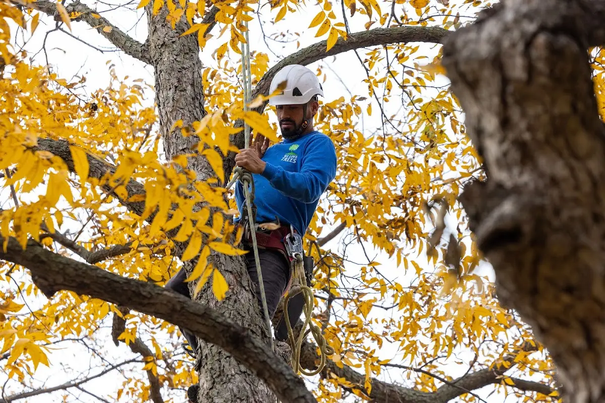 Skilled Emergency Tree Service crew working in Dawson